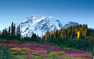 Mountain sky flower field bridge - beautiful landscape free wallpaper