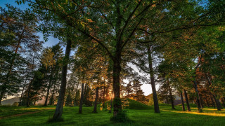 Sunset forest hill trees grass - tree and a hill in the background free wallpaper