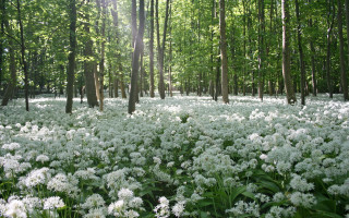 White flowers forest sunlight puzzle - cornelia parker free wallpaper