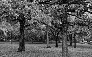Park trees bench fence autumn - ansel adams free wallpaper