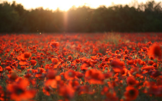 Red flower sunset autumn leaves - the sun free wallpaper