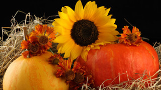 Pumpkin sunflowers hay blackbackground harvest - hay next free wallpaper