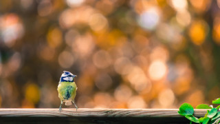 Small bird wooden rail tree - a small bird free wallpaper