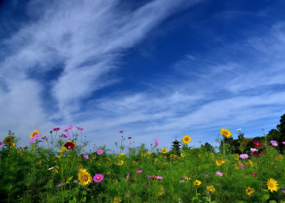 Flower field blue sky trees - chang daichien free wallpaper