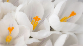 White flowers yellow stamens macro - a close up of a bunch free wallpaper