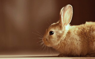 Small rabbit wooden floor brown 2 - a brown wall behind free wallpaper