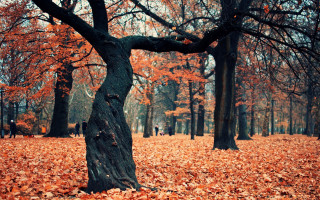 Autumn leaves park tree fire - bálint kiss free wallpaper