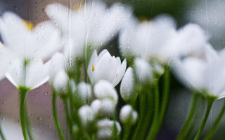 White flowers vase rain water - a vase free wallpaper