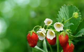 Strawberries whiteflowers greenleaves blurrybackground macroberry - betty merken free wallpaper