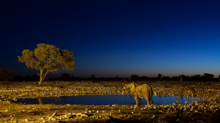 Elephants field night tree mountains - a large elephant free wallpaper