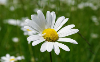 White flower yellow center bokeh - yellow free wallpaper