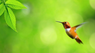 Hummingbird green background leaf ecological 2 - green background free wallpaper