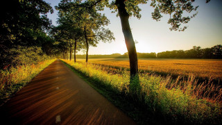 Dirt road trees grass field 4 - a field in the background free wallpaper