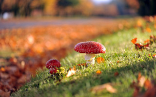 Mushrooms fall green field road - a lush green field next free wallpaper