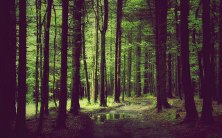Forest path water reflection girls - tree and water free wallpaper