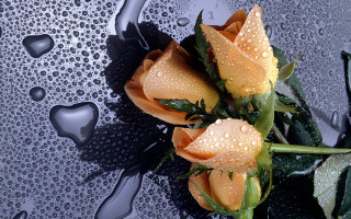 Yellow roses water drops night - drop free wallpaper
