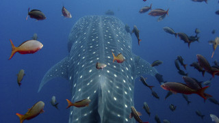 Whale fish group ocean naturalism - damien hirst free wallpaper