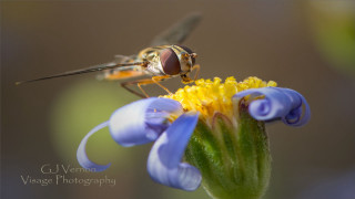 Fly over flower blue yellow - eamon everall free wallpaper