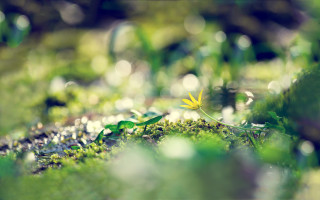 Yellow flower in woods shallow - small free wallpaper
