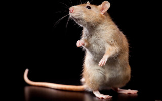 Rat standing rayonism animal photography - its hind leg free wallpaper