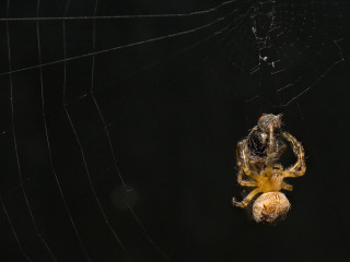 Spider web dark milkyway astronaut - a spider free wallpaper