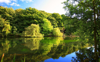 Lake forest trees nature sky - an impressionist painting free wallpaper