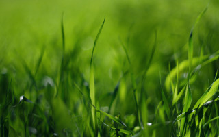 Grass water drops blurry nature - a green grass field free wallpaper