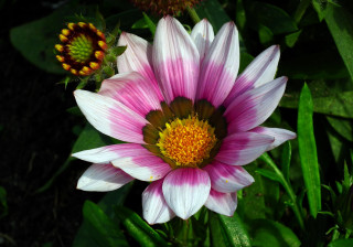 Pink white flower yellow center - constance copeman free wallpaper for desktop