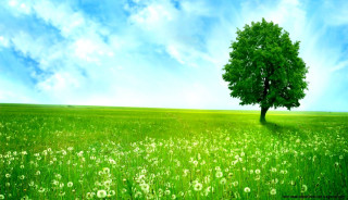 Tree field blue sky green - grass free wallpaper