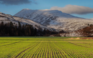 Mountain snowy horizon trees puzzle - the top of it free wallpaper