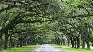 Dirt road spanish moss trees - charles ragland bunnell free wallpaper