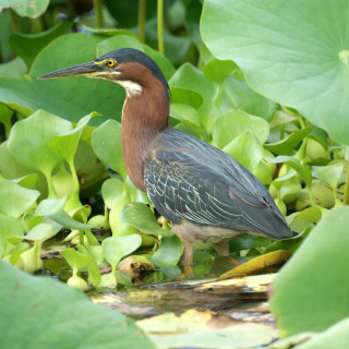 Bird standing pond water green - free nature wallpaper