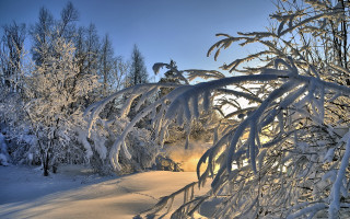 Snowy forest sunshine bare trees 2 - a sun free wallpaper
