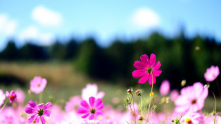 Pink flower field sky trees - chang daichien free wallpaper