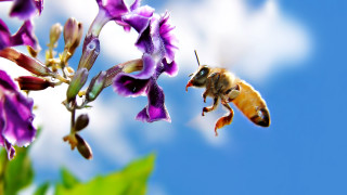 Bee purple flower blue sky - a bee free wallpaper