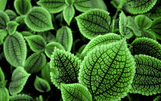 Close up green plant leaves 4 - a green plant free wallpaper