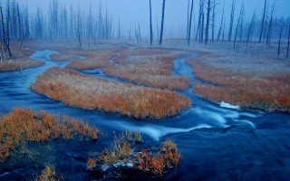 Marshy stream foggy forest nature - a stream free wallpaper