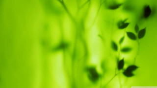 Blurry plant leaves stem green - stem free wallpaper