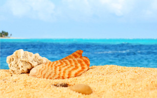 Shell beach ocean sky sand - a shell free wallpaper