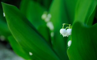 White flower macro shallow depth - a blurry background of leaves free wallpaper