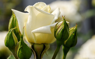 White rose garden blurry depth - a white rose free wallpaper