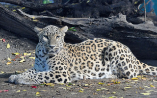 Leopard camouflage dirt tree fallen - top of a dirt field next free wallpaper
