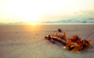 Sticks beach sunset tiltshift flare - sandy free wallpaper