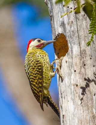 Bird tree eating worm mouth - animal photography free wallpaper