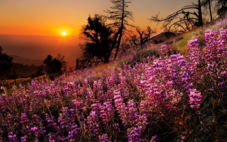 Purple flowers sunset hill bushes - derek hill free wallpaper
