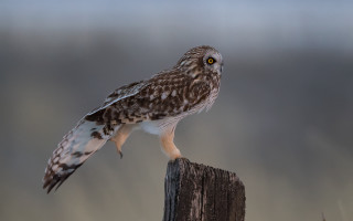 Bird perched owl gradient puzzle - colin gill free wallpaper