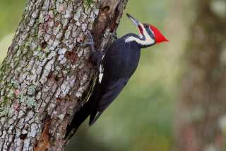 Woodpecker tree trunk beak open - its beak open free wallpaper