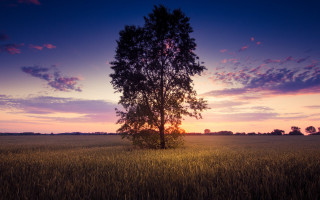 Lone tree sunset purple pink - a lone tree in a field free wallpaper