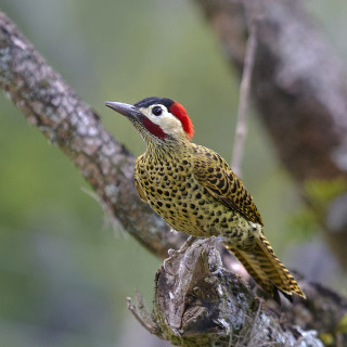 Red headed bird branch woods - a blurry background free wallpaper
