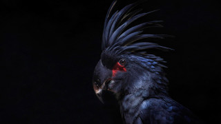 Black bird red eyes glowing - a portrait free wallpaper